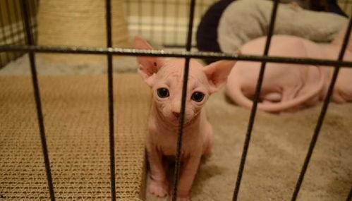 亚洲无毛,探究其成因与影响